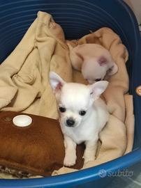 Chihuahua