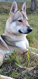 Cuccioli di lupo cecoslovacco