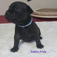 Staffordshire bull terrier cuccioli