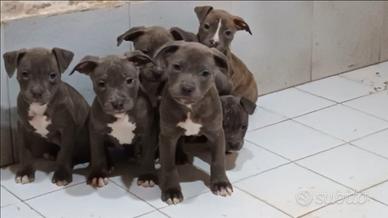 American pitbull terrier blu pitbul amstaff pit