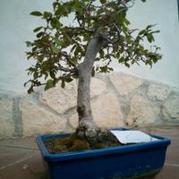 bonsai mini albero da frutto 