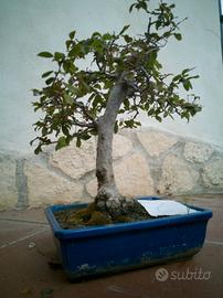 bonsai mini albero da frutto 