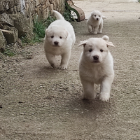 Cuccioli pastore maremmano