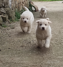 Cuccioli pastore maremmano