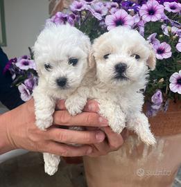 Bolognesi cuccioli maschi