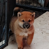 SHIBA INU con Pedigree ENCI