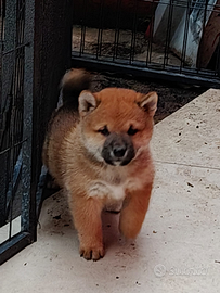 SHIBA INU con Pedigree ENCI