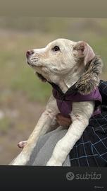 Cucciola taglia media 3 mesi