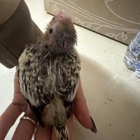 Pullo di Calopsita pappagallo