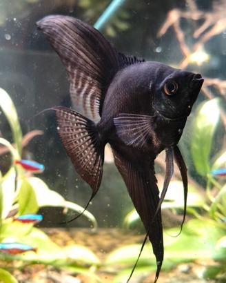 Acquario Aquatlantis