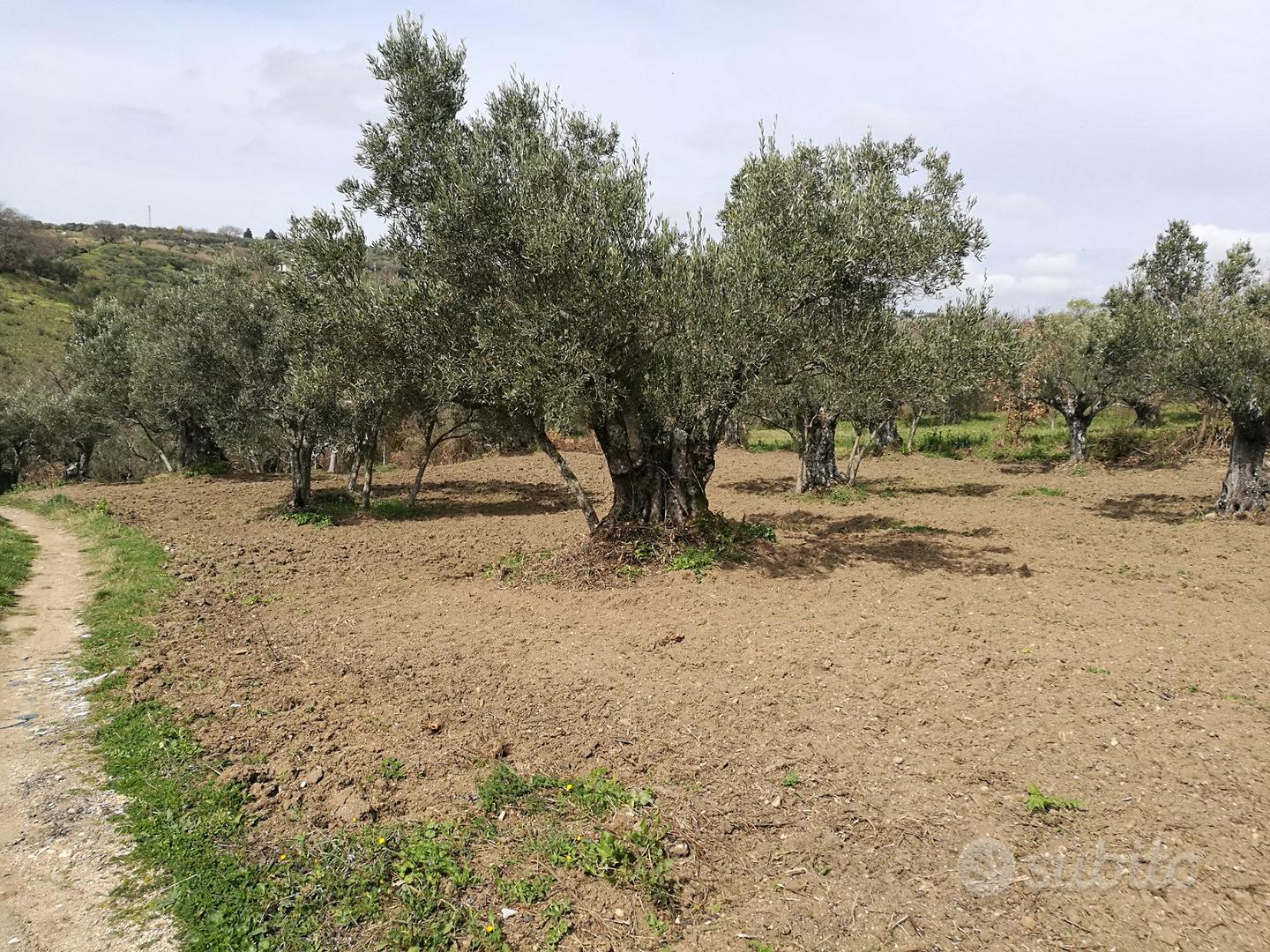 Terreno Agricolo - Vista 3