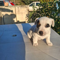 Jack Russel