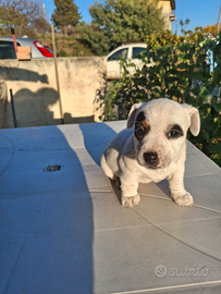 Jack Russel