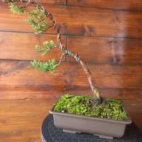 Bonsai di ginepro