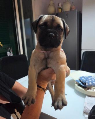 Cuccioli di bullmastiff