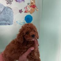 Cuccioli di barboncini mini toy M e F