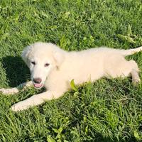 Adorabili cuccioli da adottare in canile Roma nord