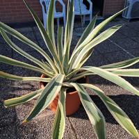 AGAVE AMERICANA VARIEGATA