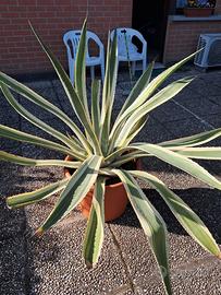 AGAVE AMERICANA VARIEGATA