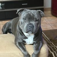 Staffy blue staffordshire bull terrier per monte