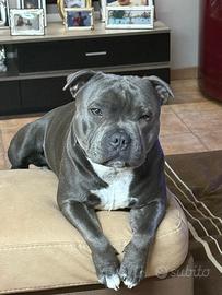 Staffy blue staffordshire bull terrier per monte