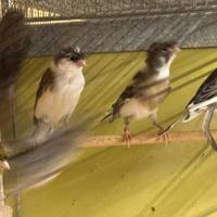 Canarini Arlecchino Portoghese