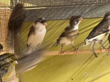 Canarini Arlecchino Portoghese