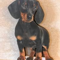 Bassotto a pelo liscio