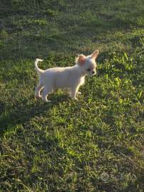 Chihuhuahua maschio