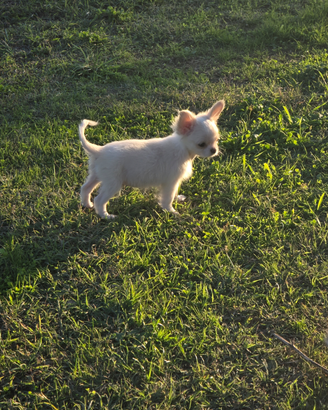 Chihuhuahua maschio