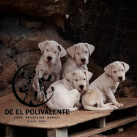 Cucciola Dogo Argentino