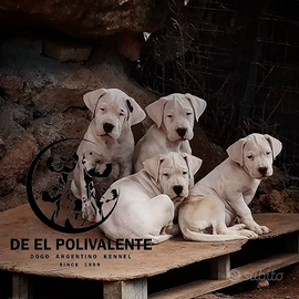 Cucciola Dogo Argentino