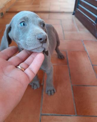 Cuccioli weimaraner