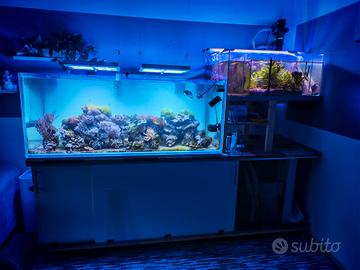 Acquario marino ca 700 lt