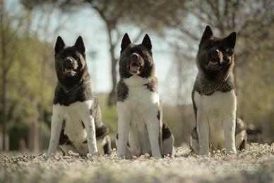 Akita americano cuccioli