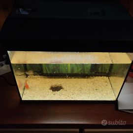 Acquario di 20 litri