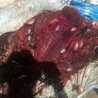 Rete da pesca