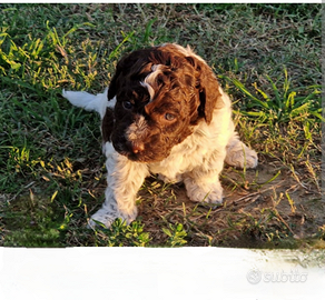 Lagotto romagnolo con pedigree