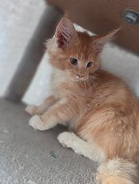 Maine Coon