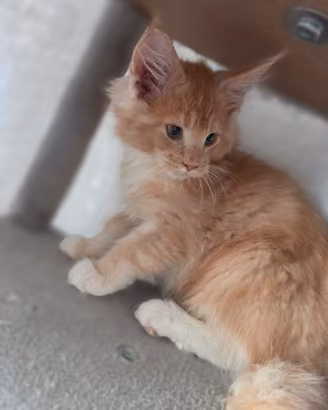 Maine Coon