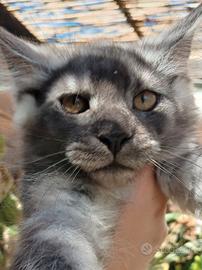 Maine Coon