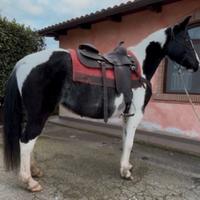 Paint Bianca e nera