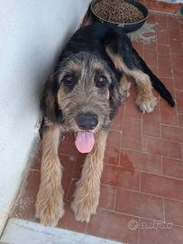Spinone mix in adozione