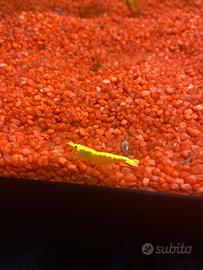 Neocaridina davidi Yellow Golden Top