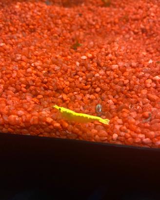 Neocaridina davidi Yellow Golden Top