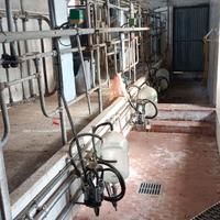 Impianto mungitura mucche