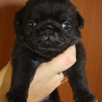 Cuccioli di carlino con pedigree ENCI