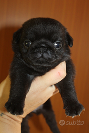 Cuccioli di carlino con pedigree ENCI