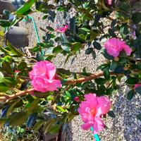 Camelia sasanqua: fiori colorati in autunno