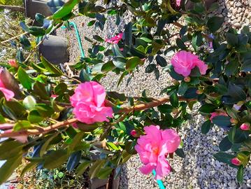 Camelia sasanqua: fiori colorati in autunno